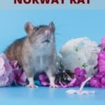 Norway rat pin
