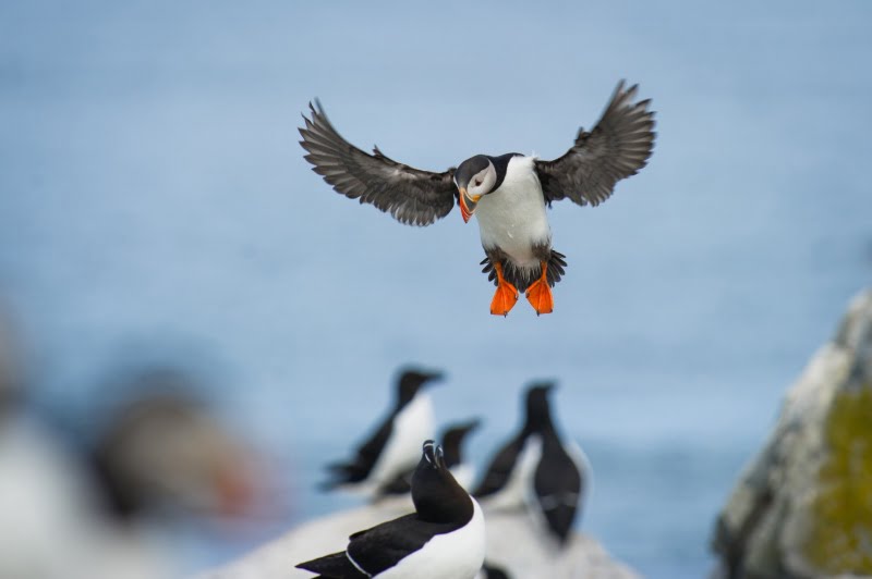 An Atlantic puffin in flight in Norway