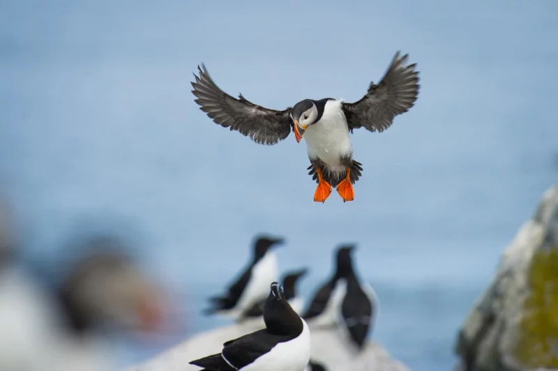 An Atlantic puffin in flight in Norway