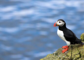 Birds in Norway: A Birdwatcher’s Guide