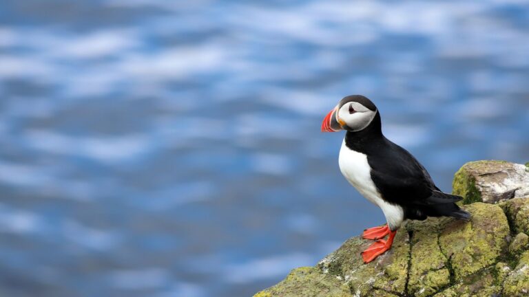 Atlantic puffin on cliff in Norway.