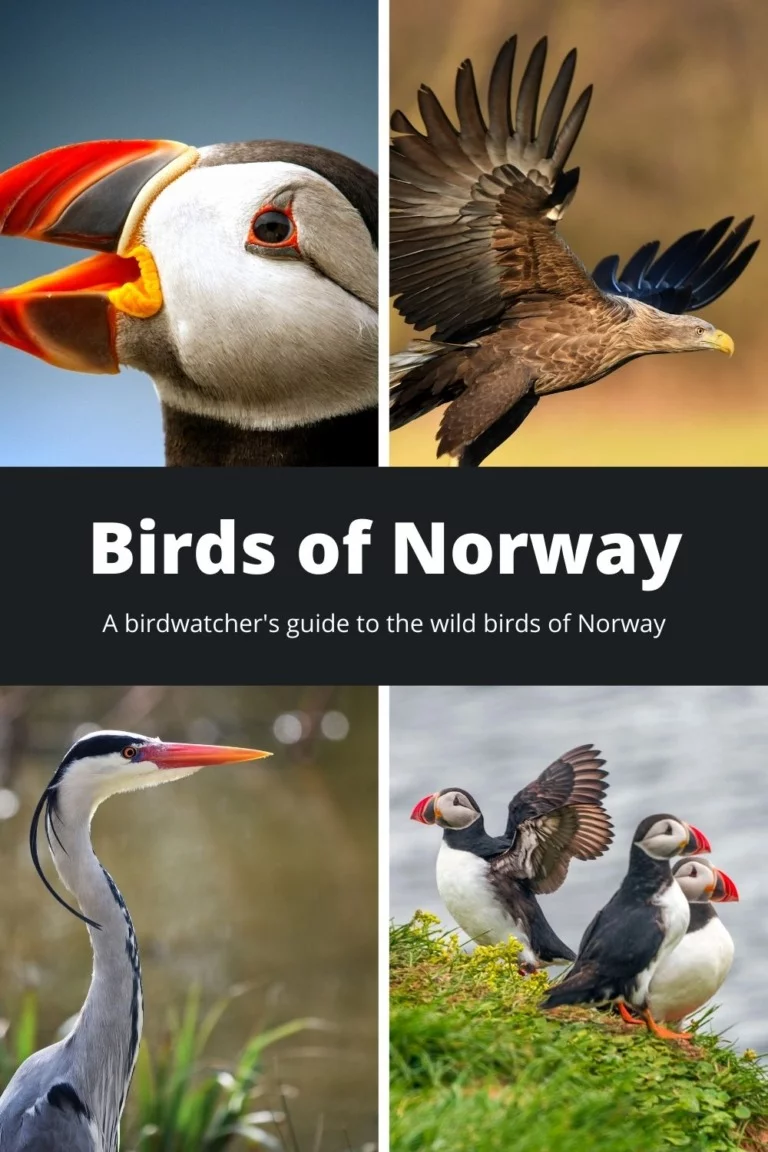 Birds of Norway: Atlantic puffins, white-tailed eagle, grey heron.