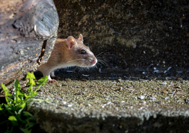 A curious brown rat in the wild