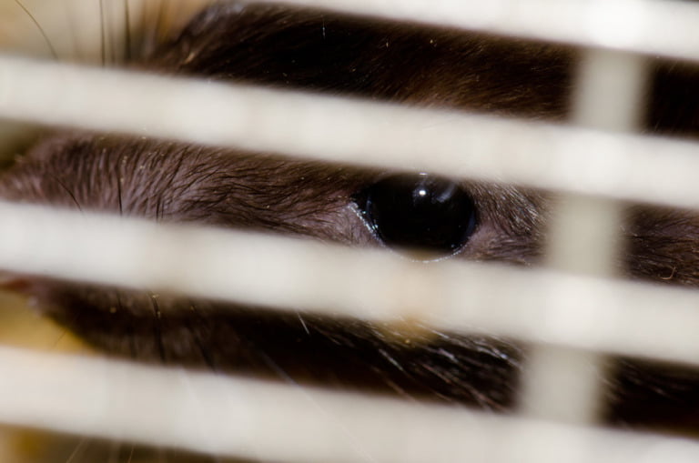 A caged brown Norway rat