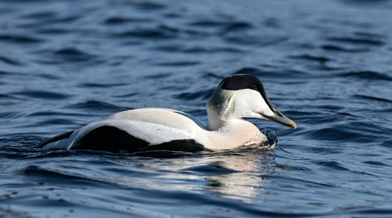 Common eider duck in Norway