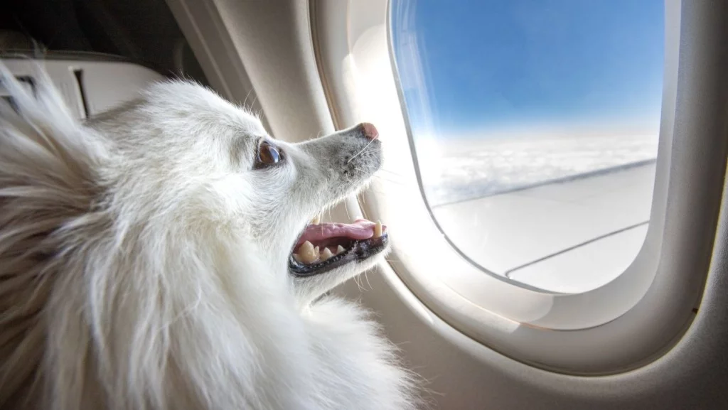 A dog looking out of a plane window while flying to Norway
