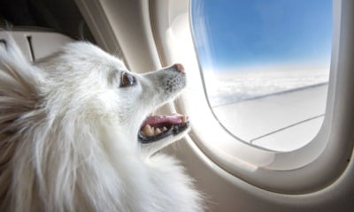 Dog on a plane moving to Norway