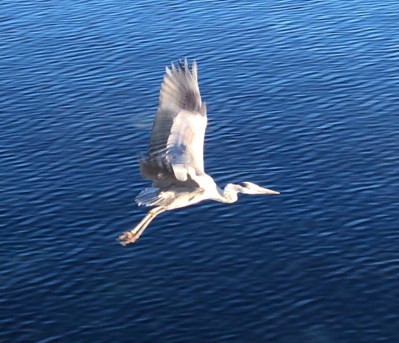 A grey heron in full flight in Stavanger, Norway