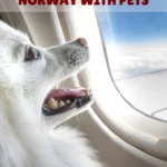Moving to Norway with pets for pinterest
