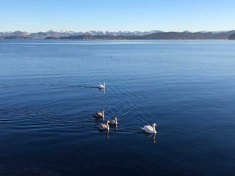 Mute swans on a Norwegian lake