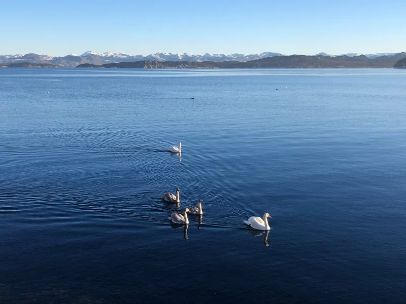 Mute swans on a Norwegian lake