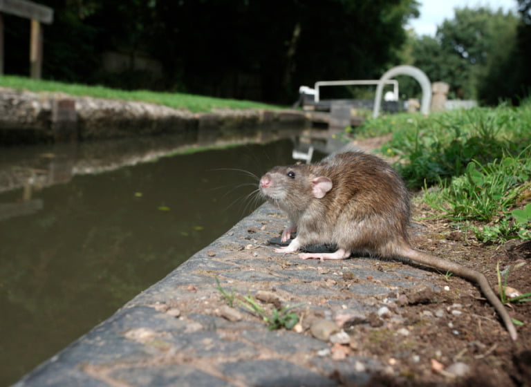 Norway rat by the canalside