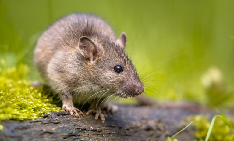 A brown Norway rat in the wild