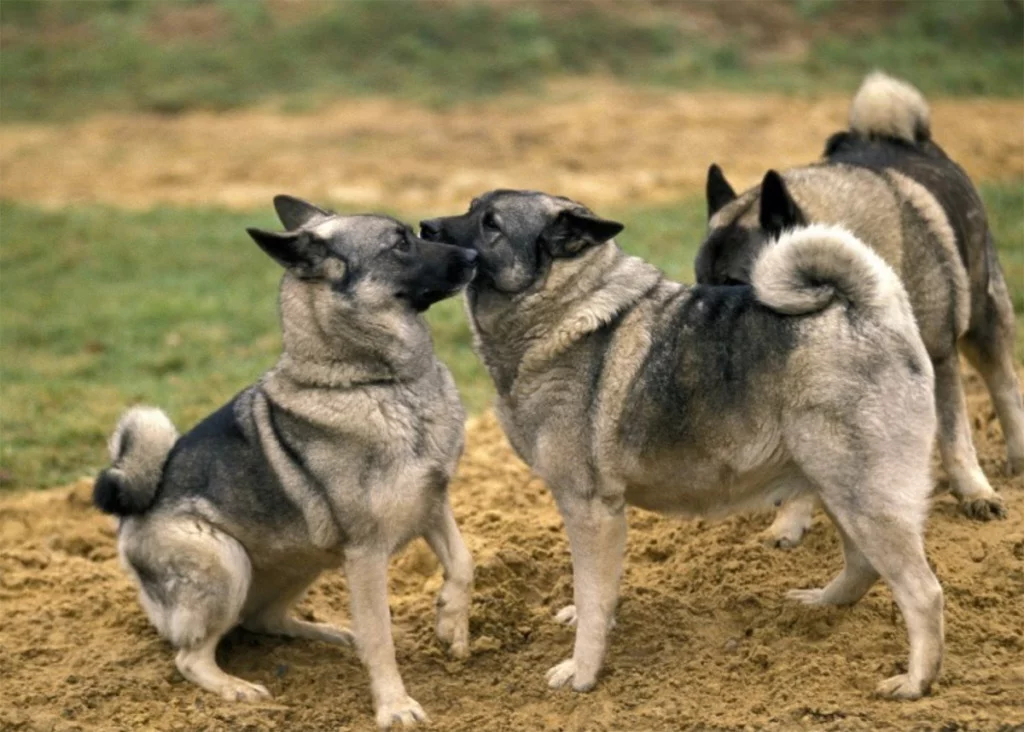 Norwegian Elkhound dogs playing together