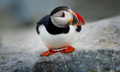 Birds of Norway include an Atlantic puffin