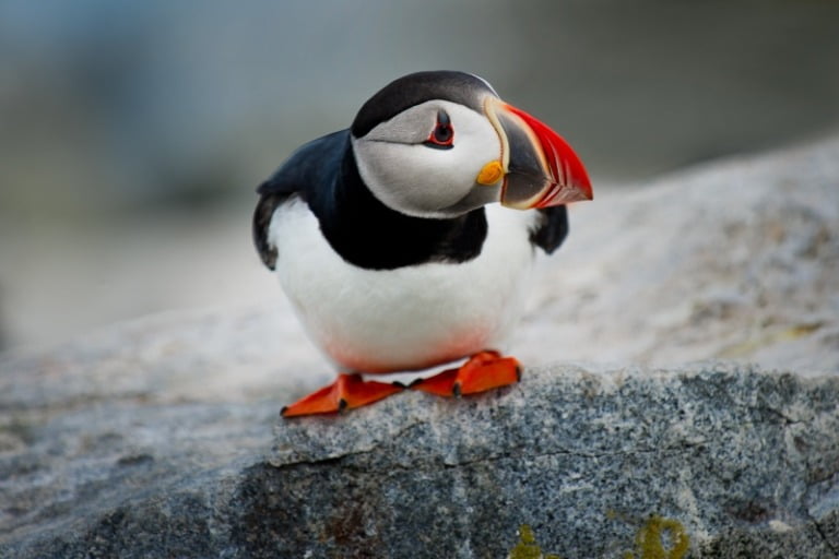 Puffin bird in Norway