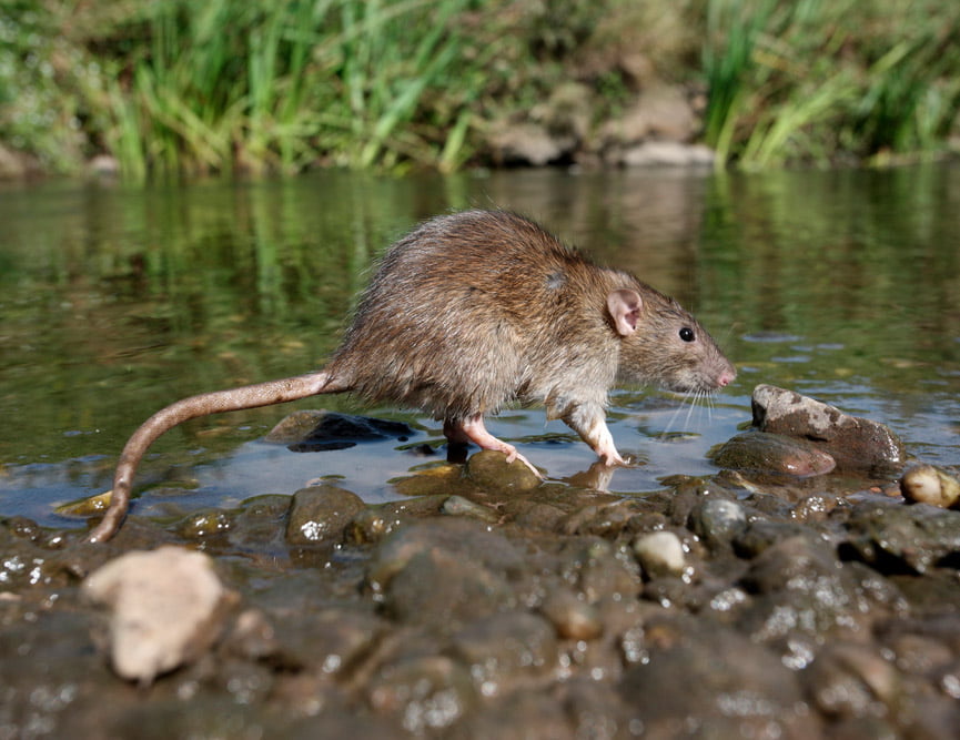 Norway Rat: An Adaptable Rodent Found All Over The World - Life in Norway Norway Rat: An Adaptable Rodent Found All Over The World - Life in Norway