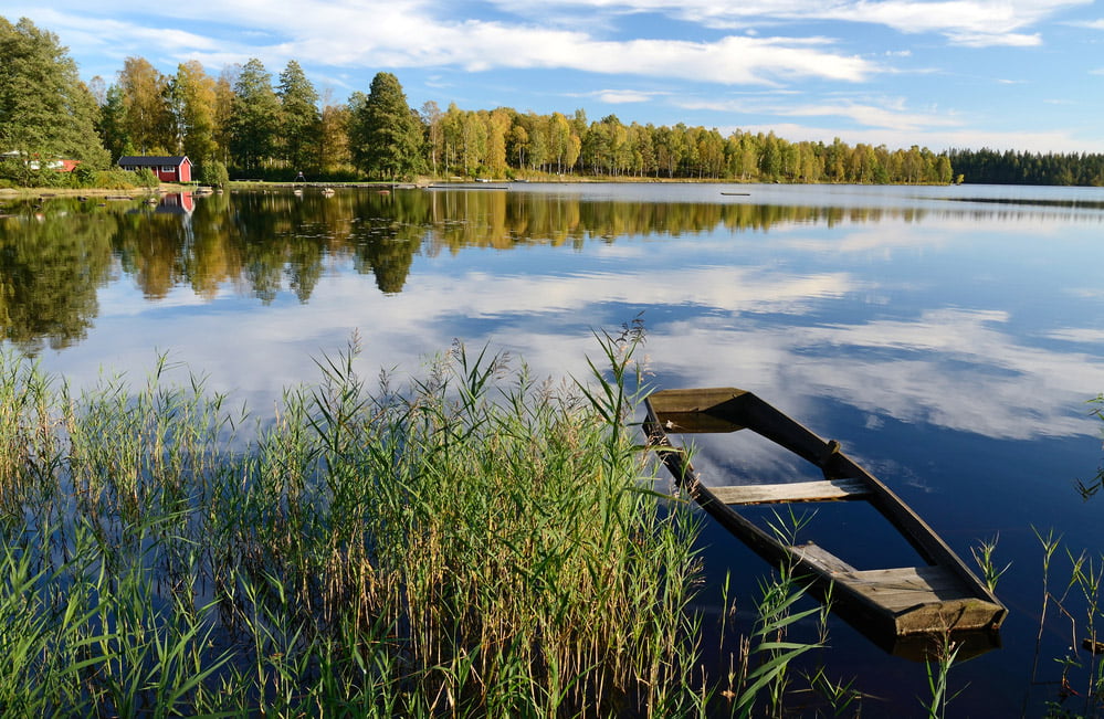 Swedish forest and lake