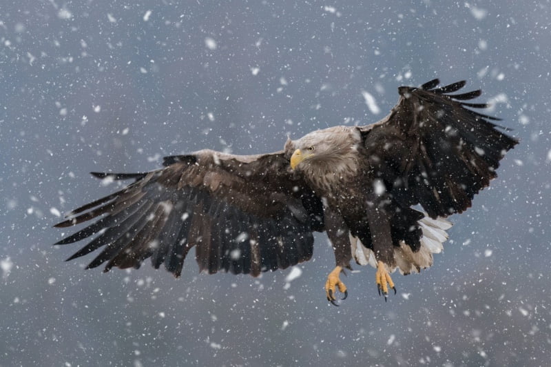 A white-tailed eagle in the snow