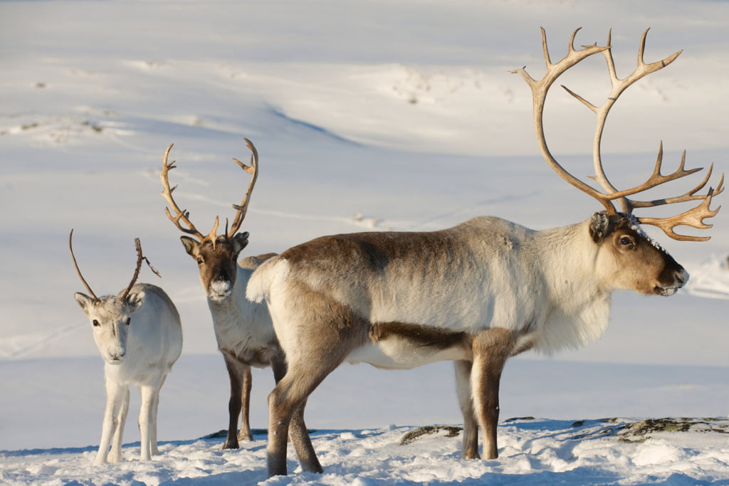 Wild reindeer on Hardangervidda, Norway