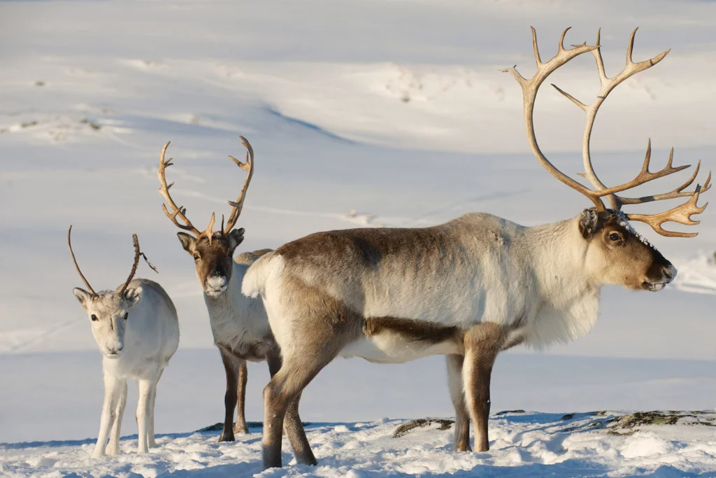 Wild reindeer on Hardangervidda, Norway