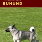 The Norwegian Buhund pin