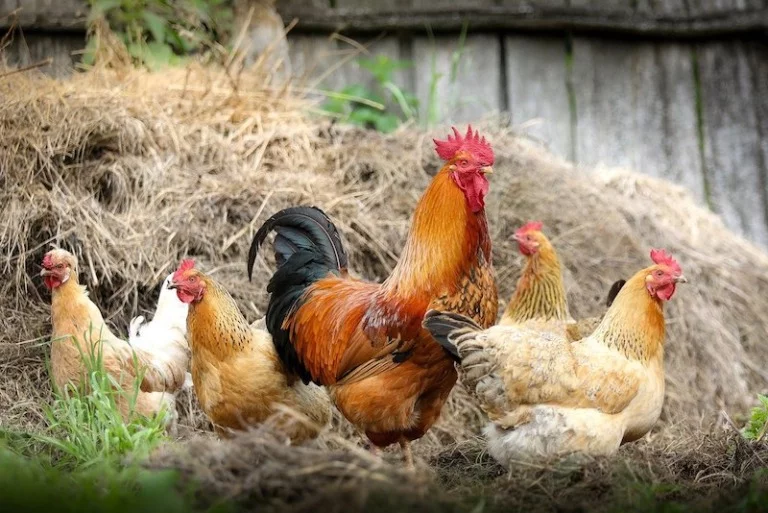 A chicken farm
