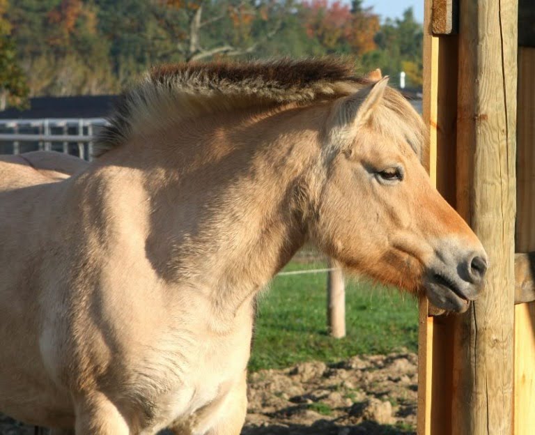 A close-up of the Norwegian fjord horse