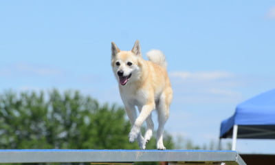 The Norwegian Buhund dog