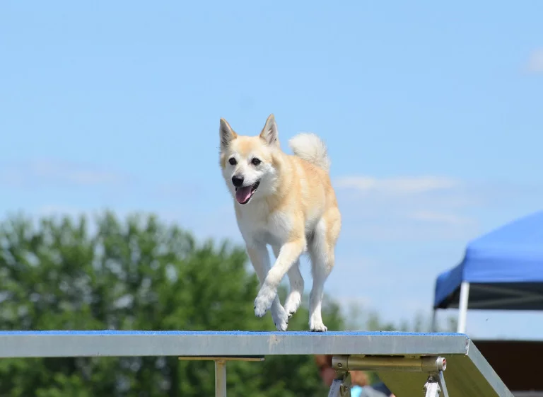 The Norwegian Buhund at a dog show