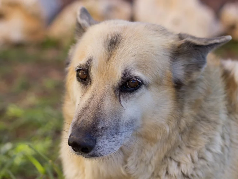 A close-up portrait photograph of the Norwegian Buhund dog.