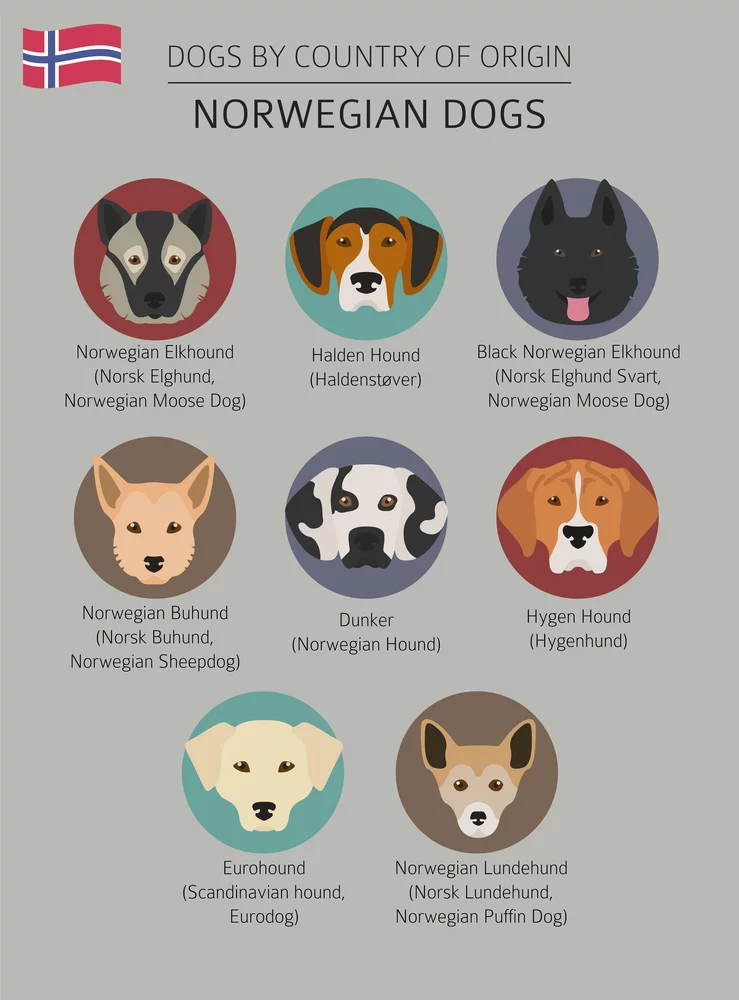 Chart of Norwegian dog breeds including the Buhund.
