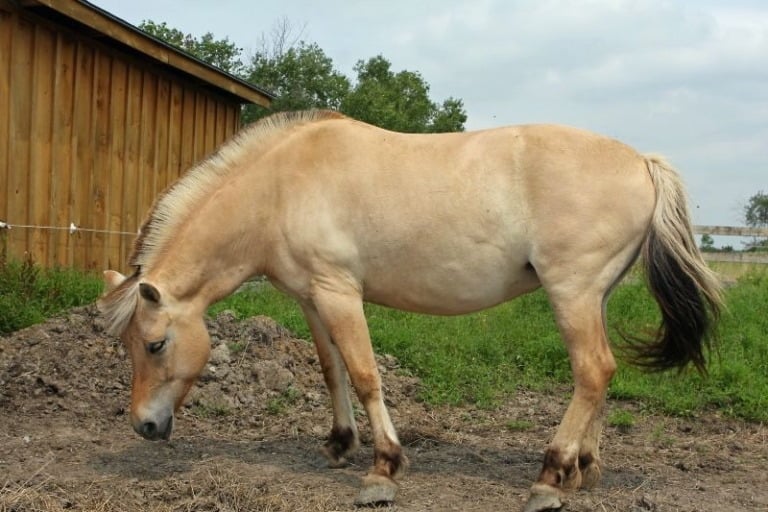 Side profile of the Norwegian fjord horse