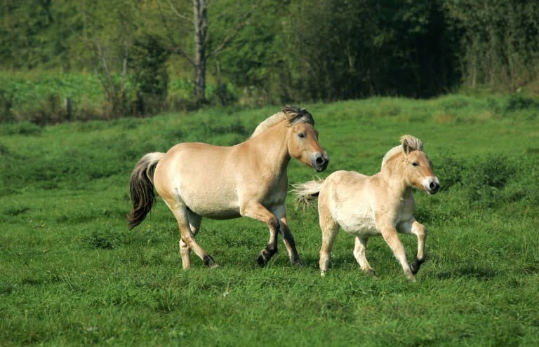 Two Norwegian Fjord Horses galloping in a field