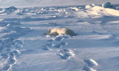 Polar bear killed in Svalbard