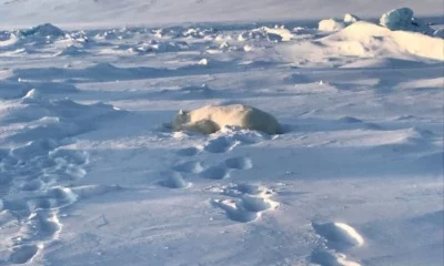 Polar bear killed in Svalbard