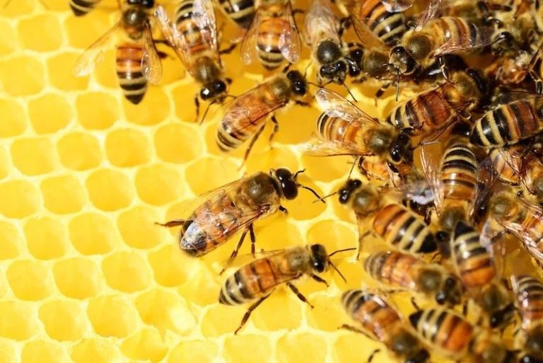 Viking honey bees