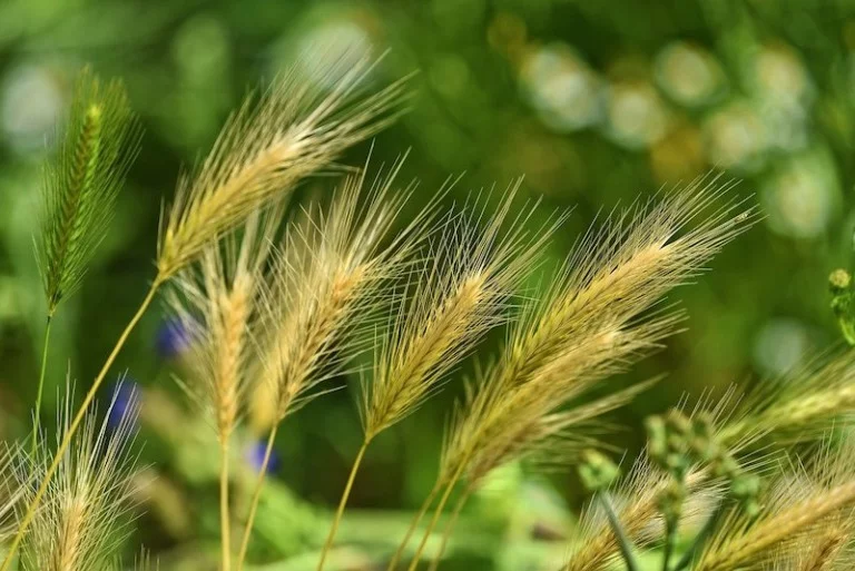 Wheat and grains