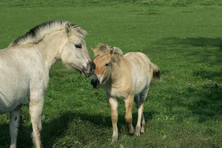 Young fjord horses in western Norway