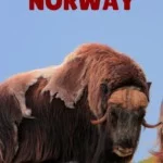 Musk ox in Norway pin