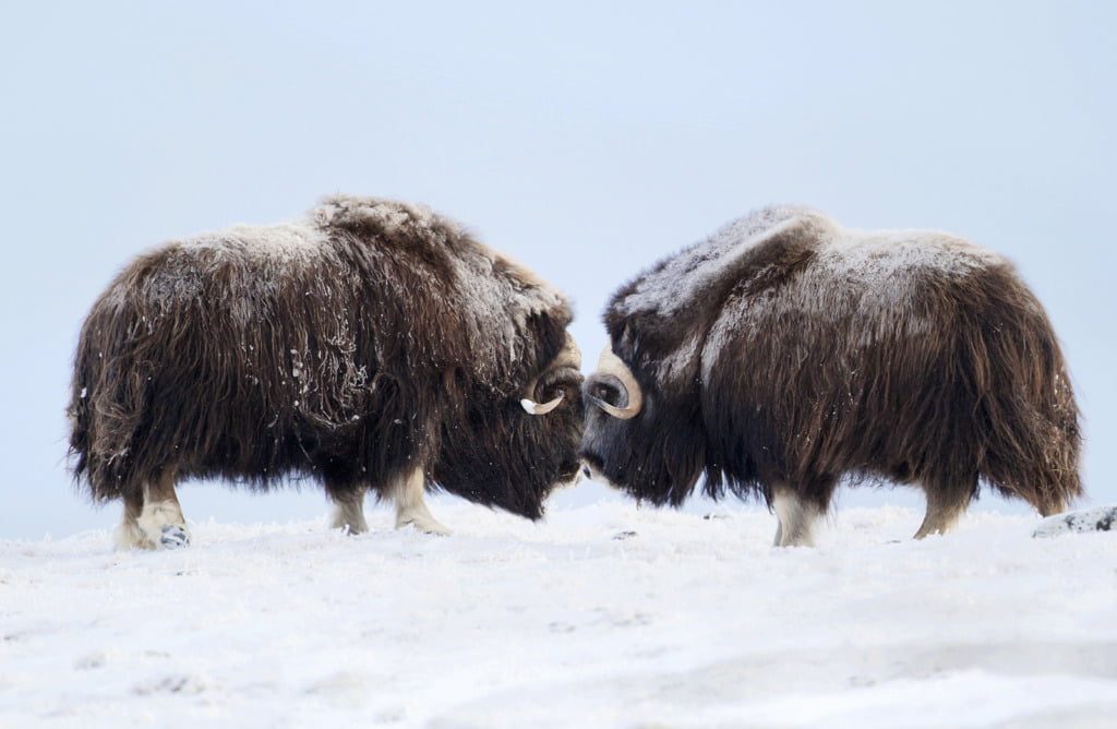 Musk Ox in the Norwegian winter