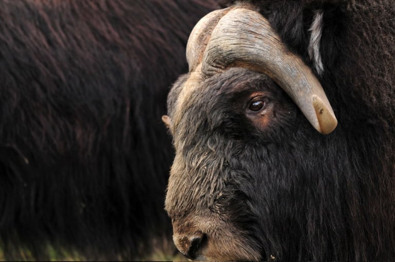 A musk ox up-close