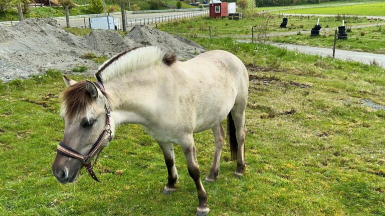 A Norwegian Fjord Horse grazing in Nordfjordeid. Photo: David Nikel.