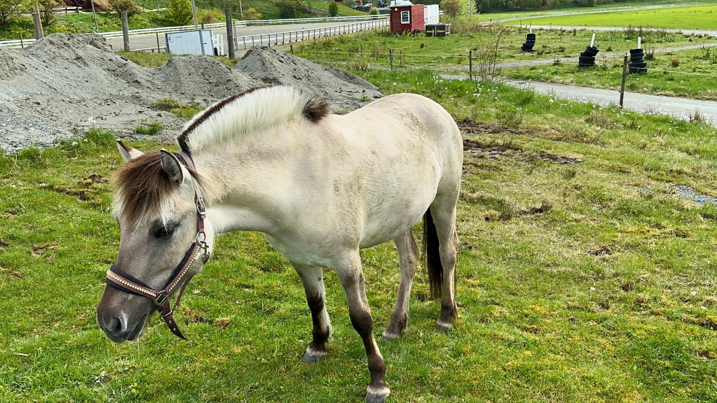 A Norwegian Fjord Horse grazing in Nordfjordeid. Photo: David Nikel.
