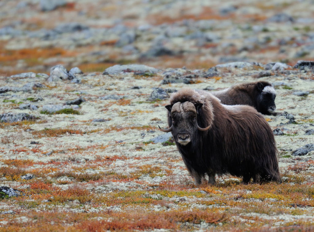 Norwegian musk ox in the autumn tundra of Norway.