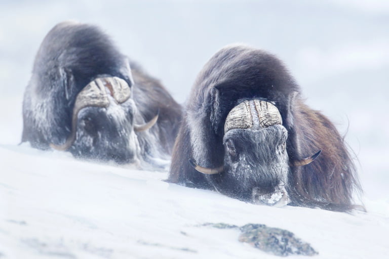 Two musk ox in the winter in the central Norway mountains.