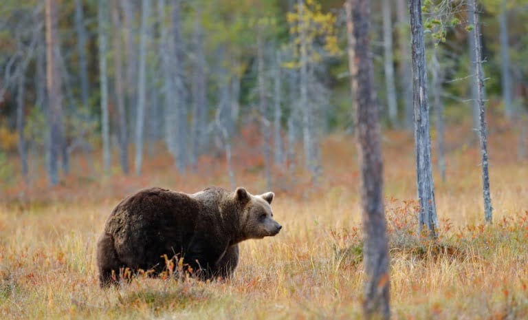 A brown bear in a Norwegian forest