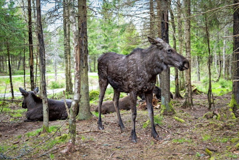 Moose resting in a Swedish forest