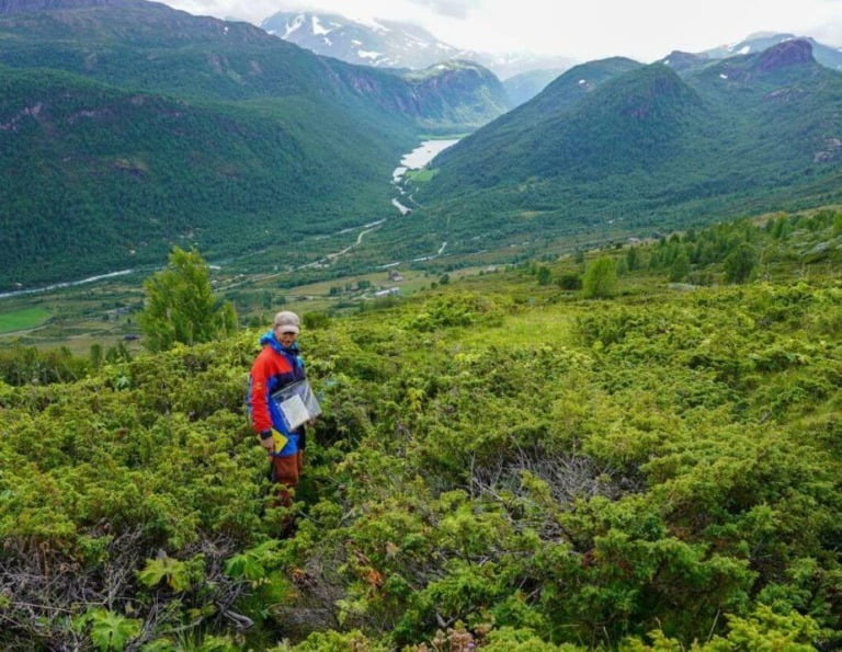 Juniper bushes hid the remains of the Viking settlement in Norway