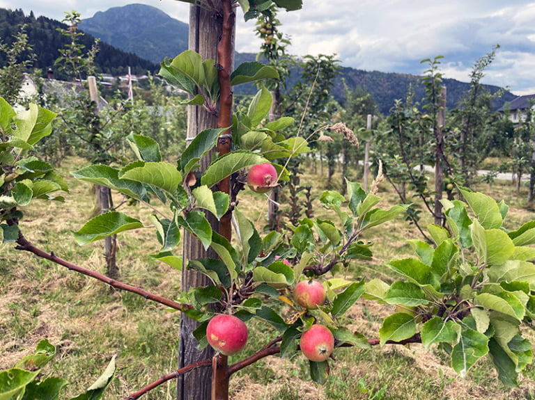 Apples growing at Ciderhuset in Balestrand